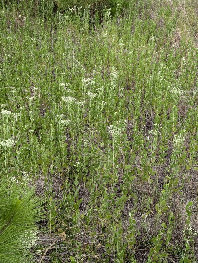 Semaphore Thoroughwort photo 8