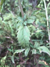 Mohr's Thoroughwort