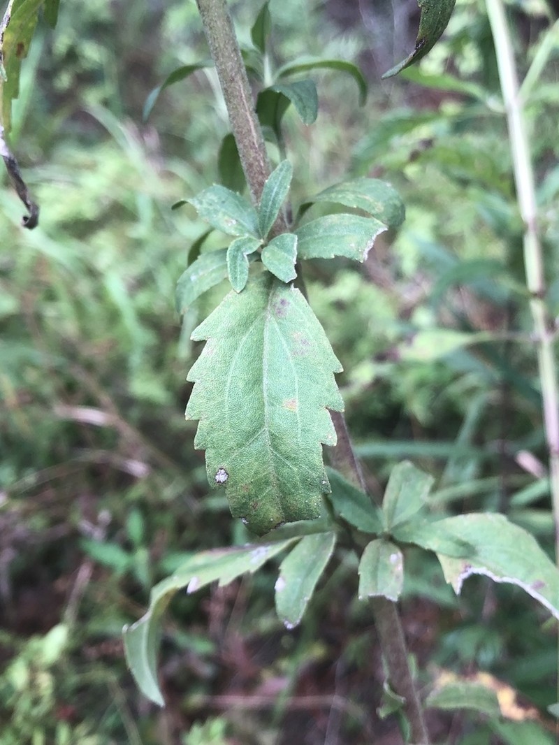Mohr's Thoroughwort