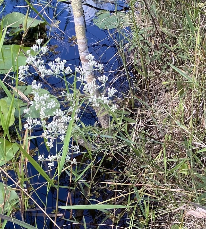 Mohr's Thoroughwort photo 2