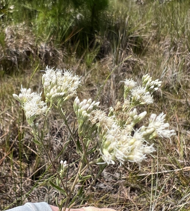 Mohr's Thoroughwort photo 3