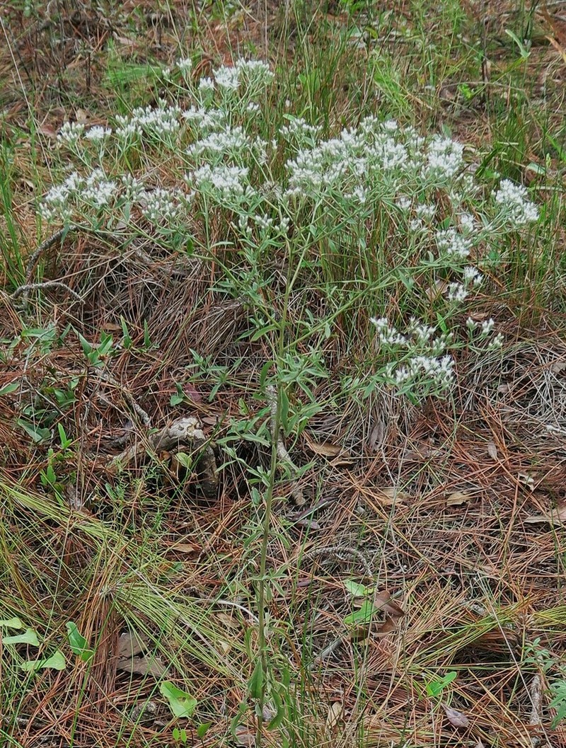 Mohr's Thoroughwort photo 4