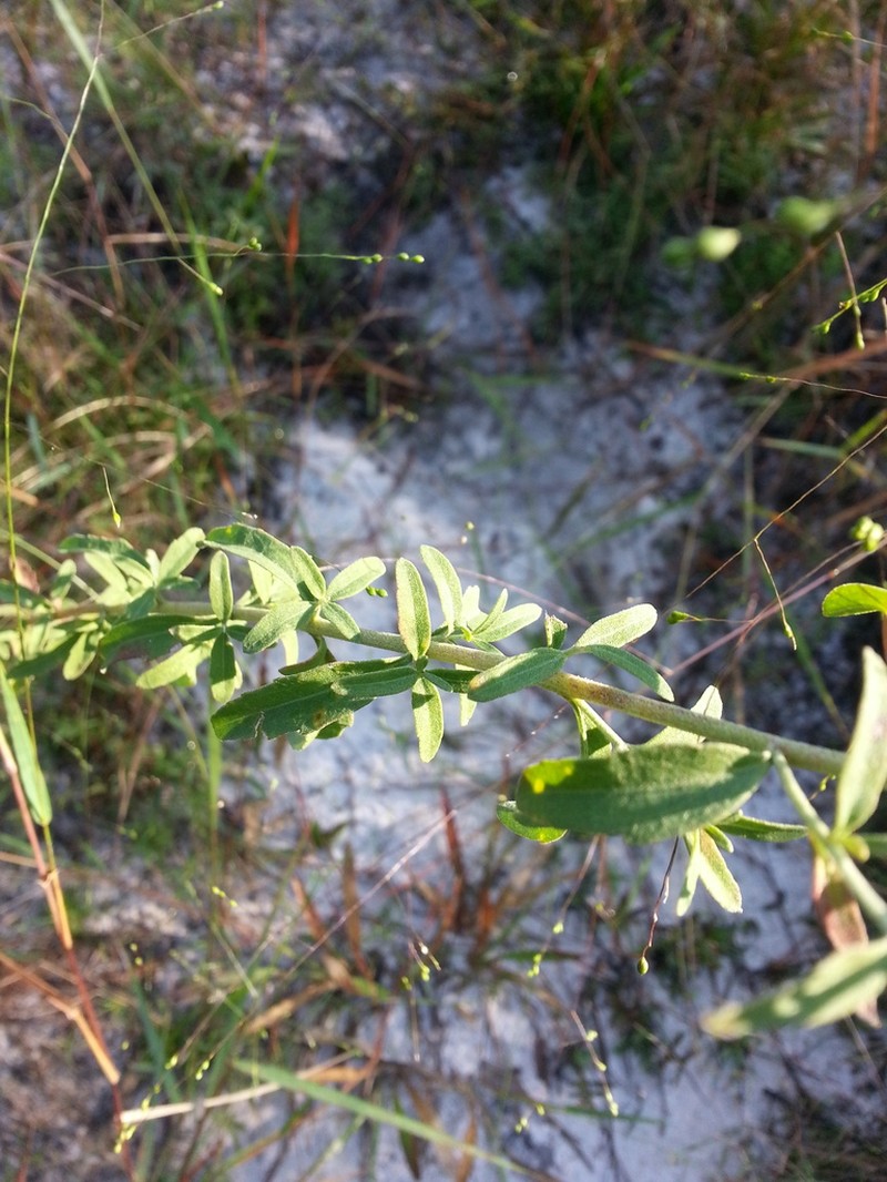 Mohr's Thoroughwort photo 5
