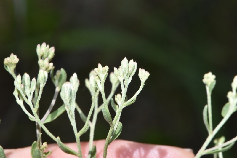 Mohr's Thoroughwort photo 6