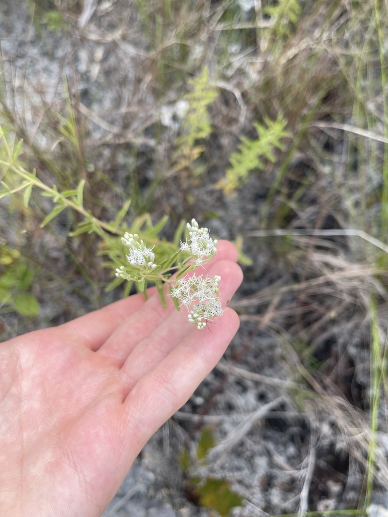 Mohr's Thoroughwort photo 7