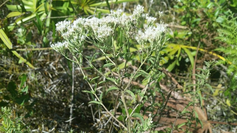 Mohr's Thoroughwort photo 8