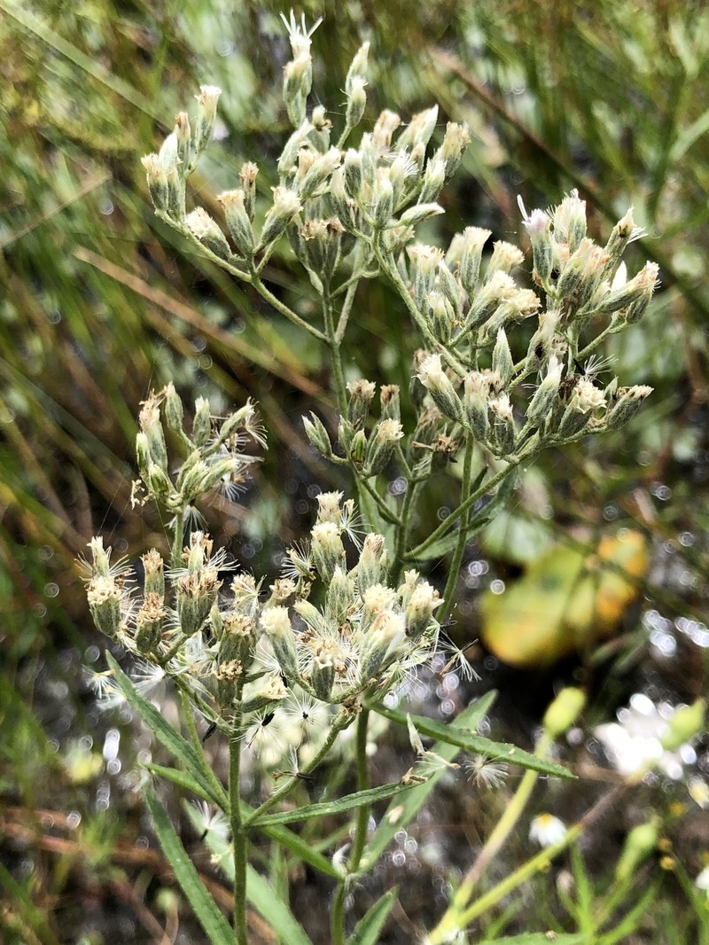 New England Justiceweed