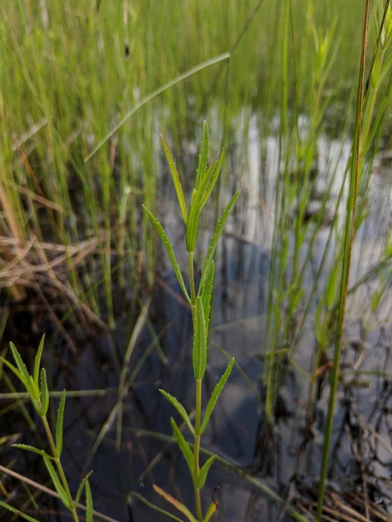 Swamp Justiceweed photo 2