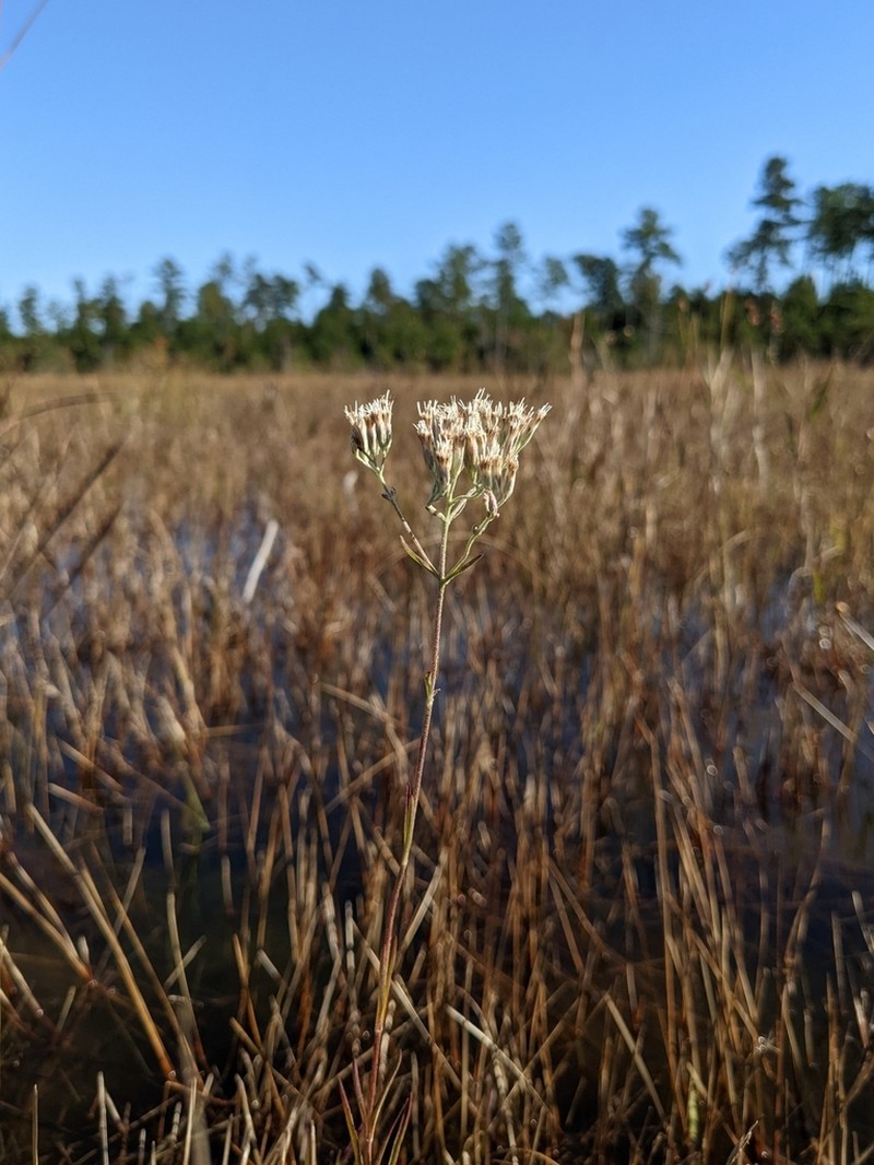 Swamp Justiceweed photo 5