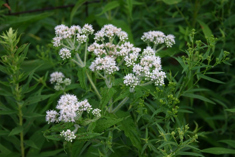 Common Boneset