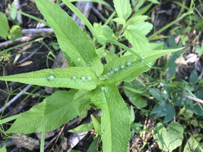 Chapman's Thoroughwort