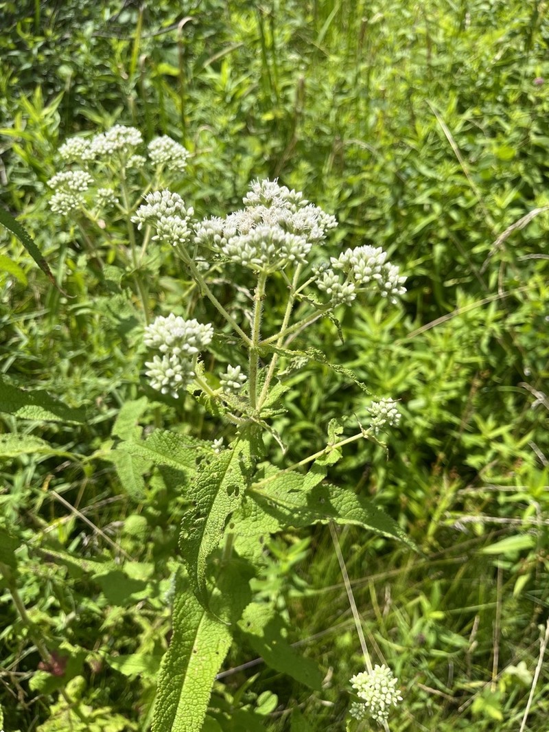 Chapman's Thoroughwort photo 3