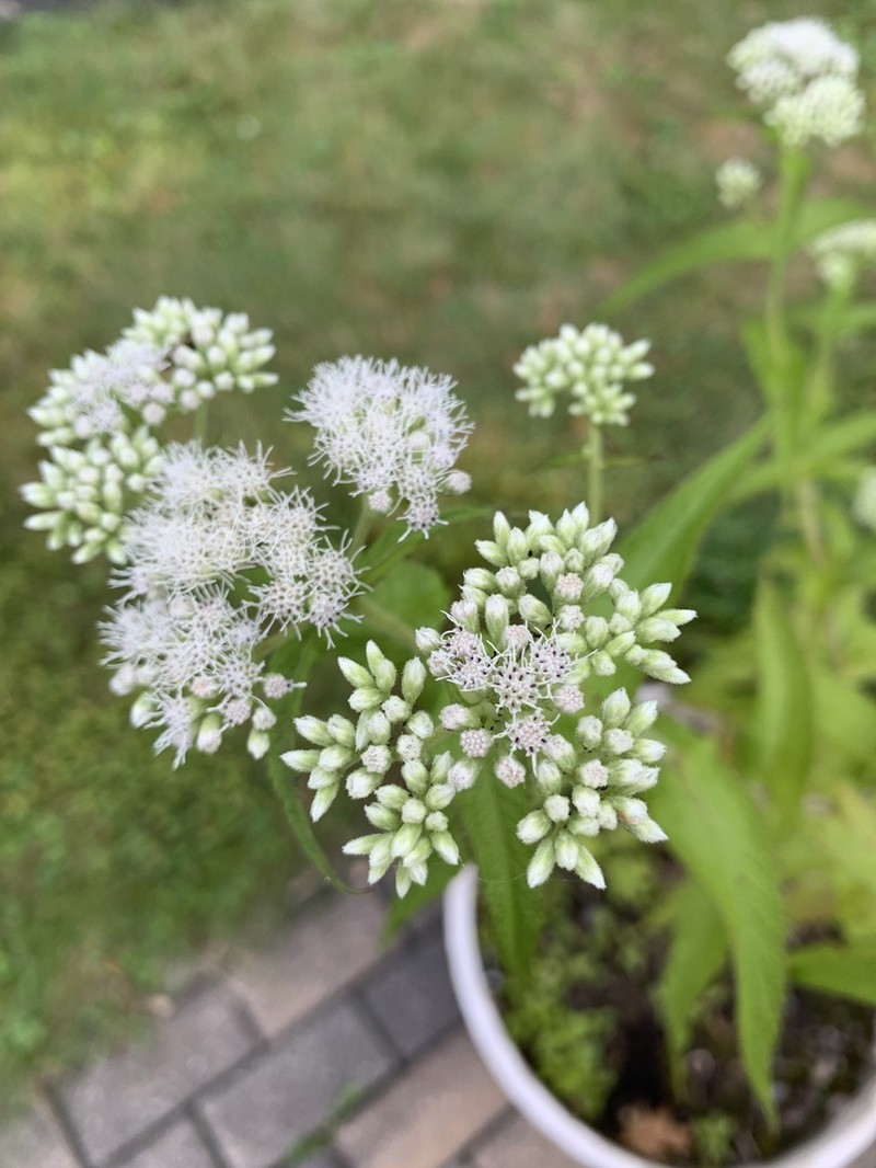 Chapman's Thoroughwort photo 4