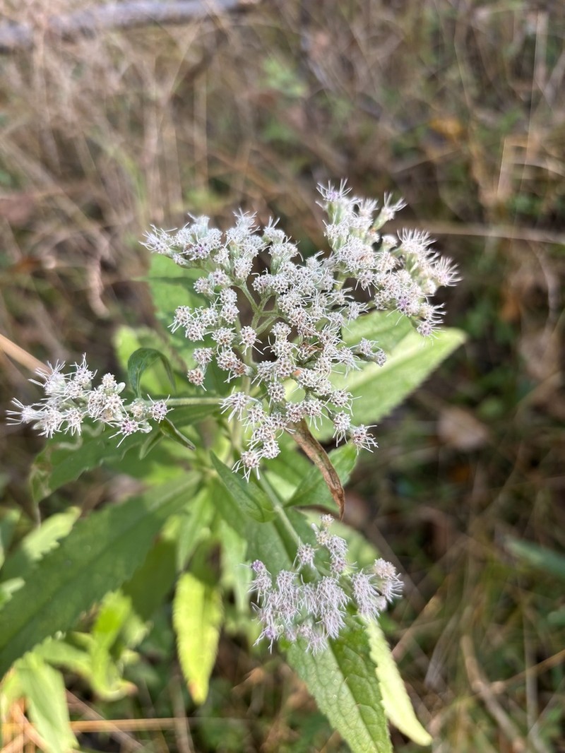 Chapman's Thoroughwort photo 5