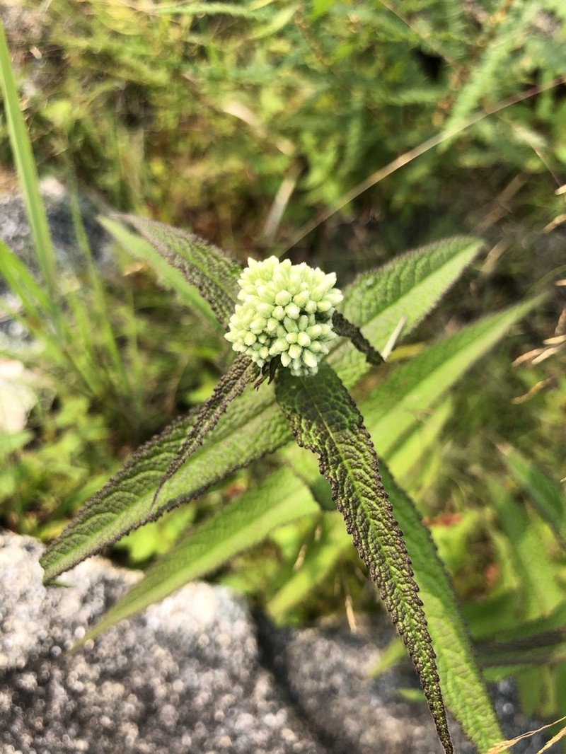 Common Boneset photo 2