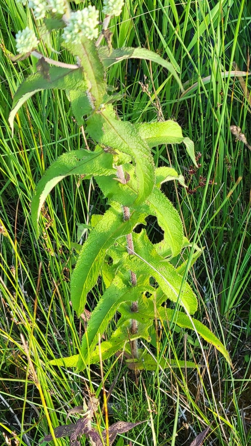 Common Boneset photo 6