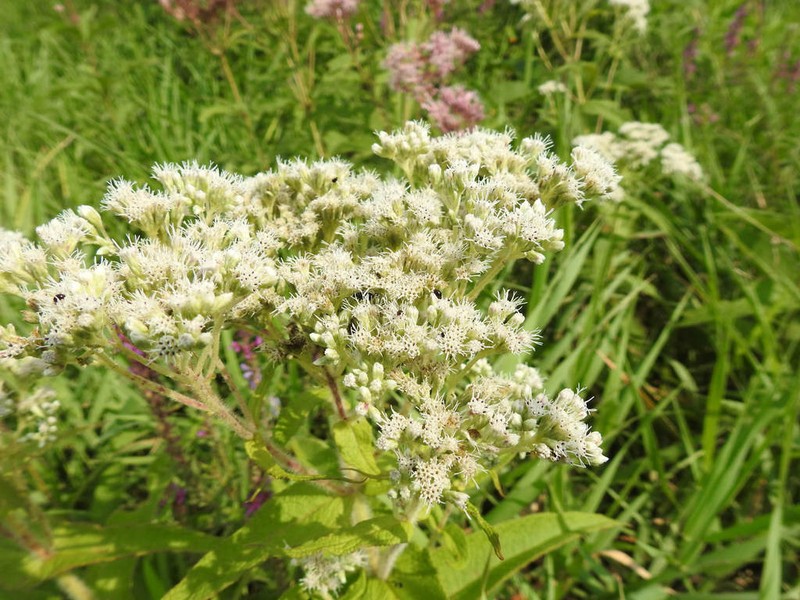 Thoroughwort photo 7