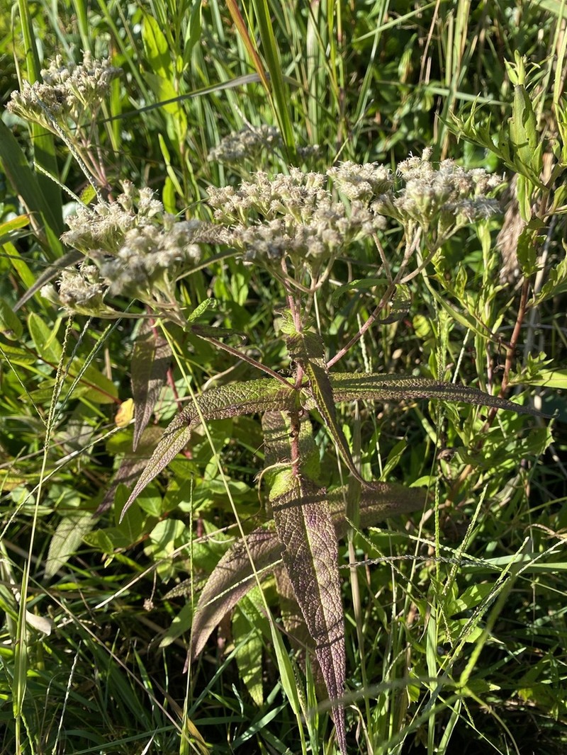 Thoroughwort photo 8