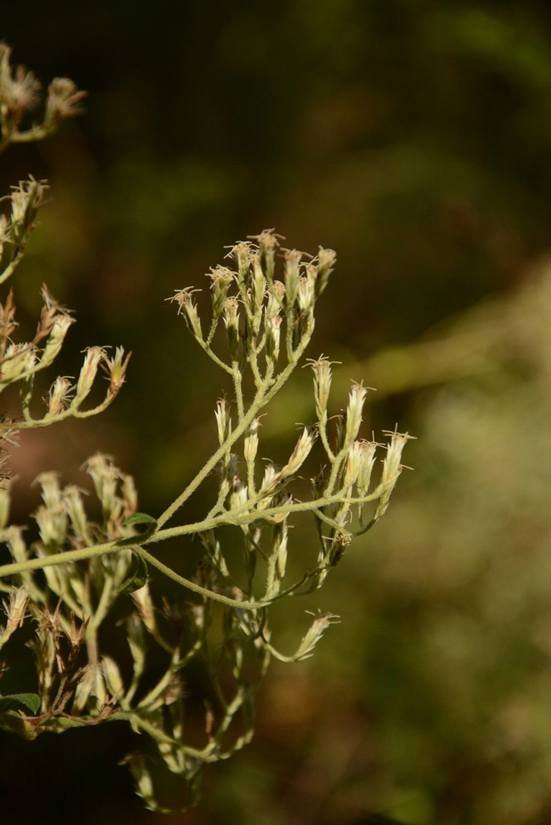 Eupatorium petaloideum