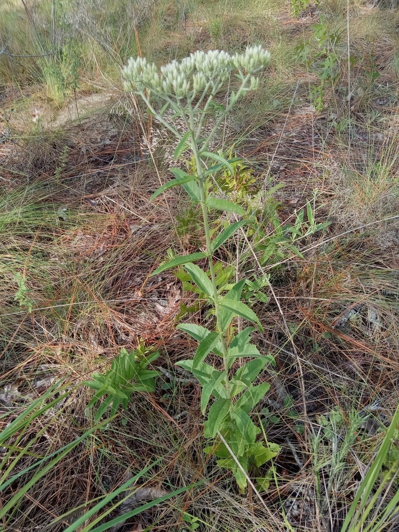 Eupatorium petaloideum photo 2