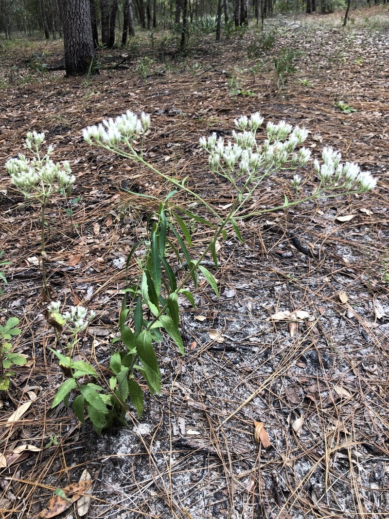Eupatorium petaloideum photo 3