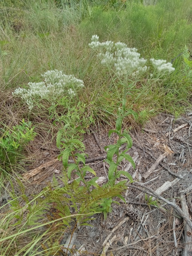 Eupatorium petaloideum photo 4