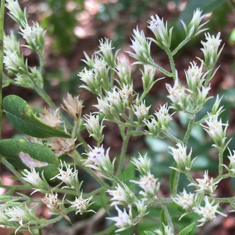 Eupatorium petaloideum photo 5