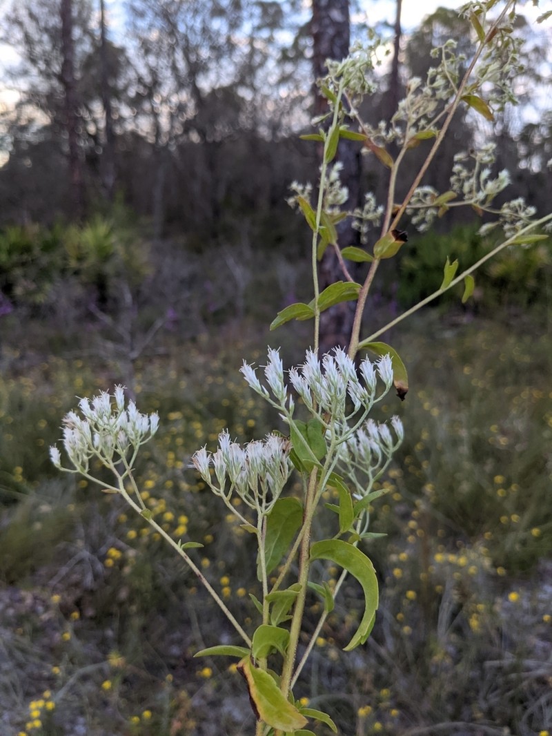 Eupatorium petaloideum photo 6