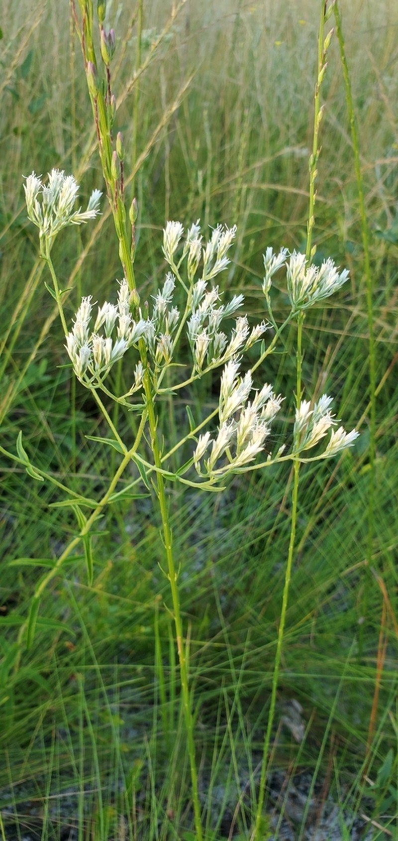 Eupatorium petaloideum photo 7