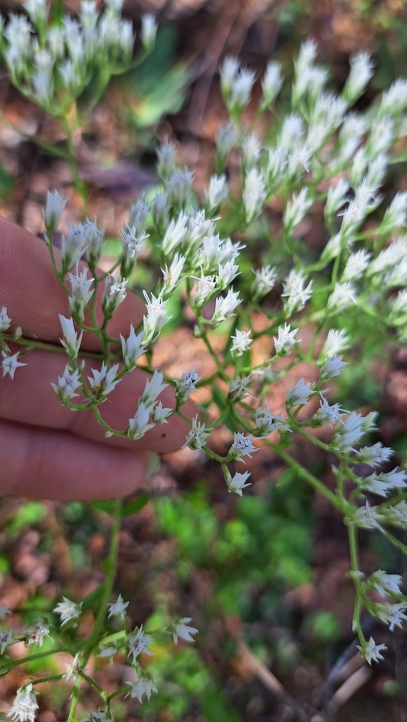 Eupatorium petaloideum photo 8