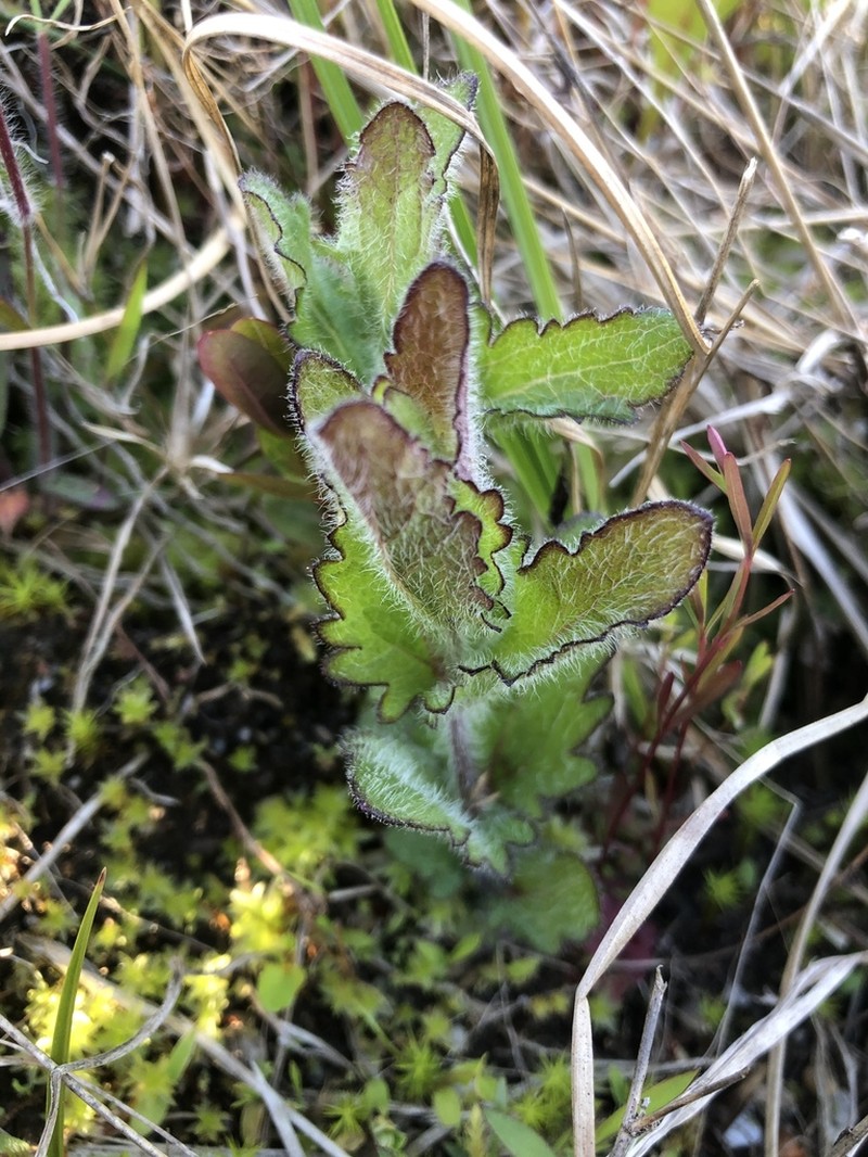 Rough Boneset