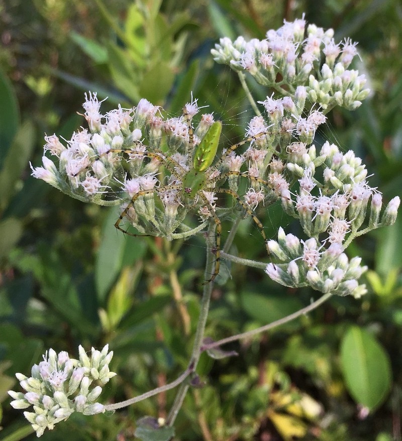 Rough Boneset photo 2