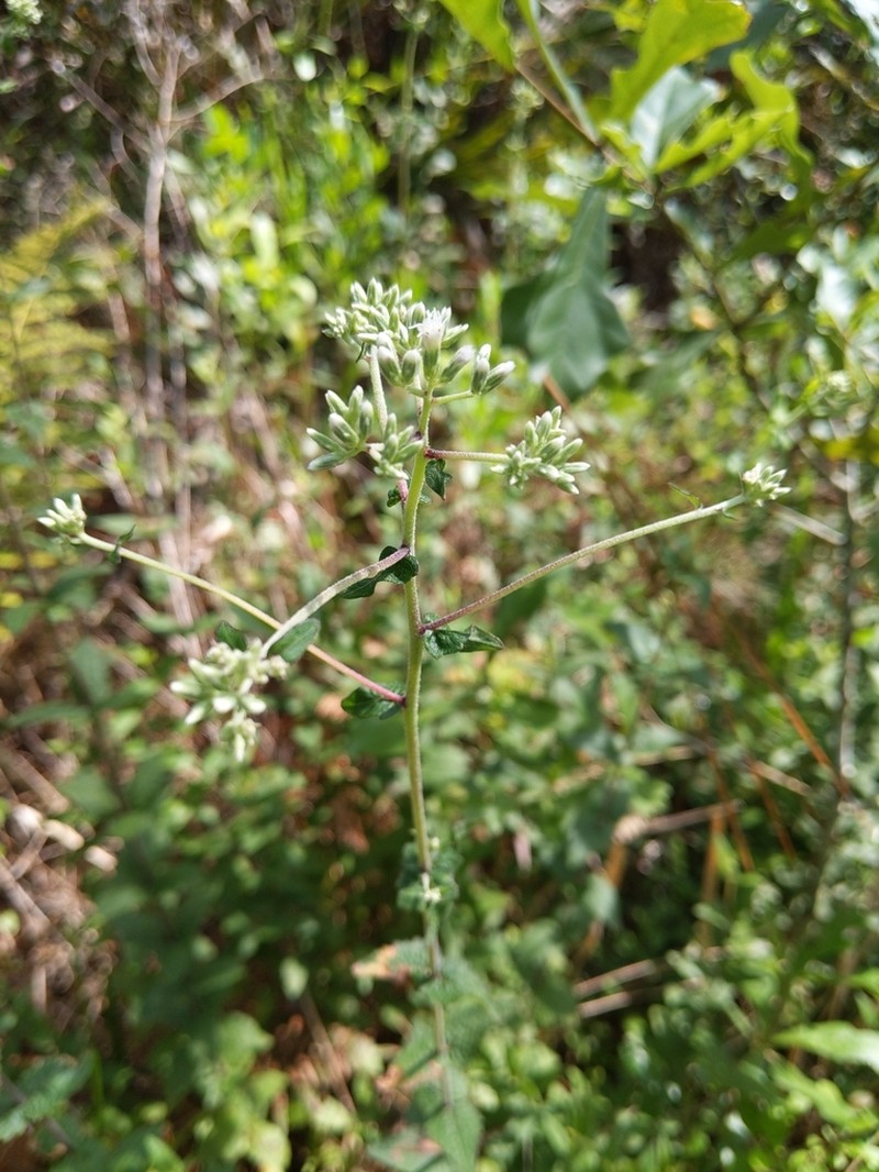 Rough Boneset photo 3