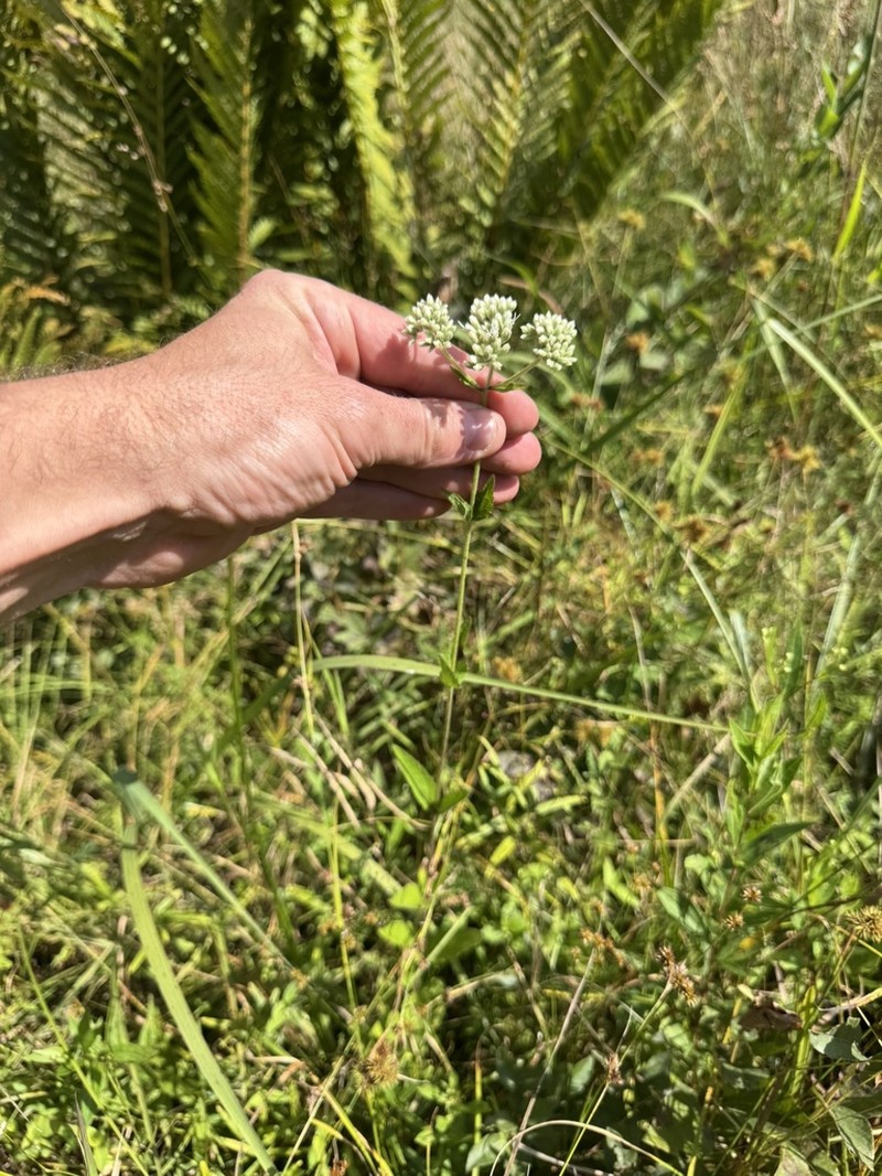 Rough Boneset photo 4