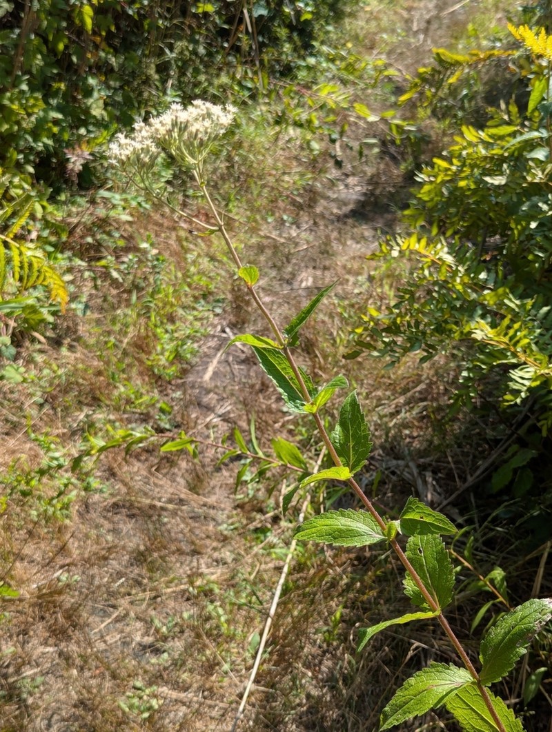 Rough Boneset photo 5