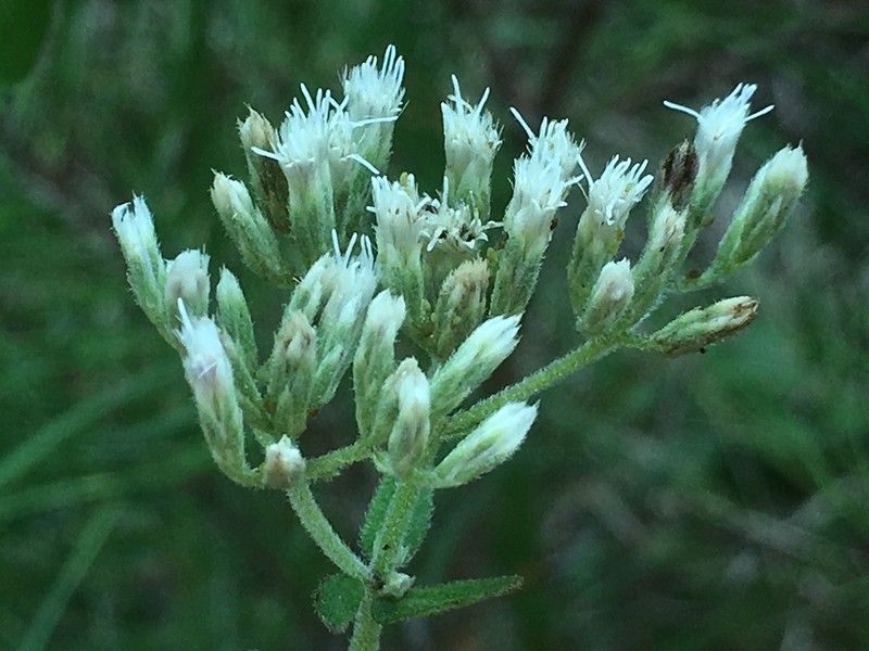 Rough Boneset photo 6