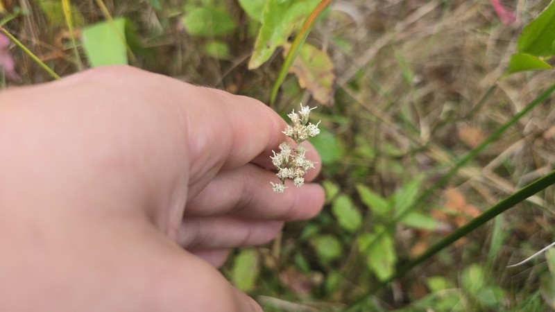 Rough Boneset photo 7