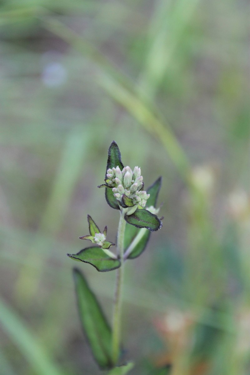 Rough Boneset photo 8
