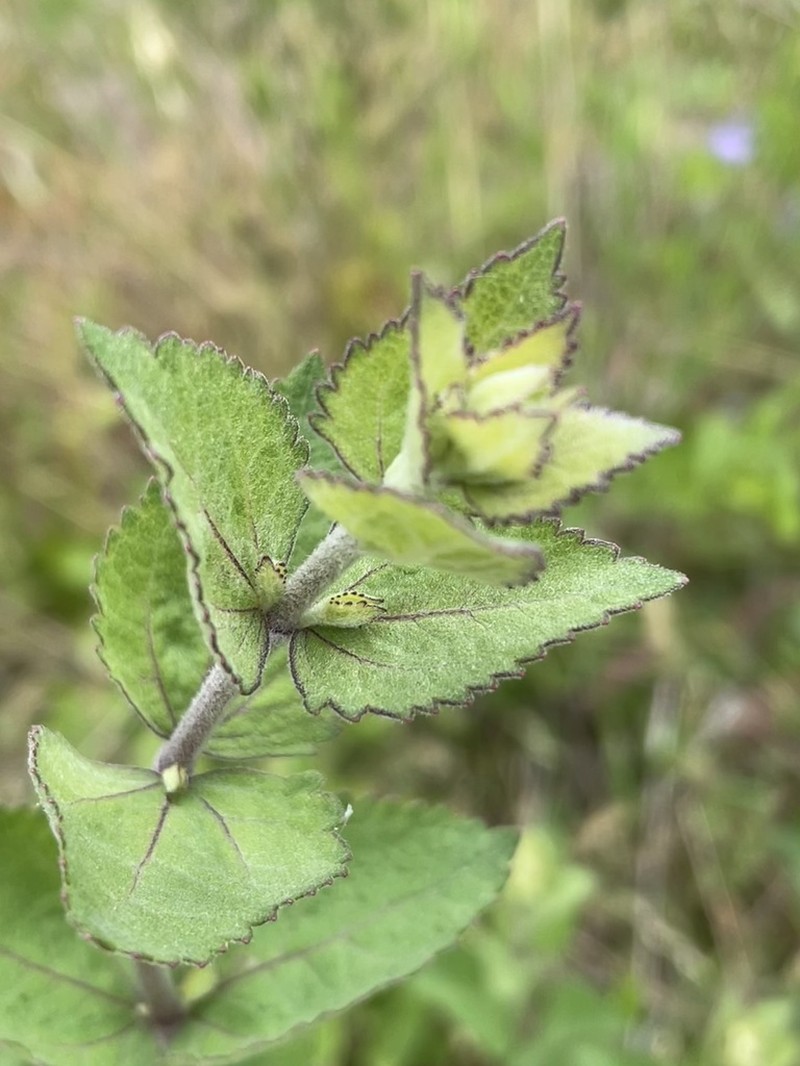Eupatorium pubescens