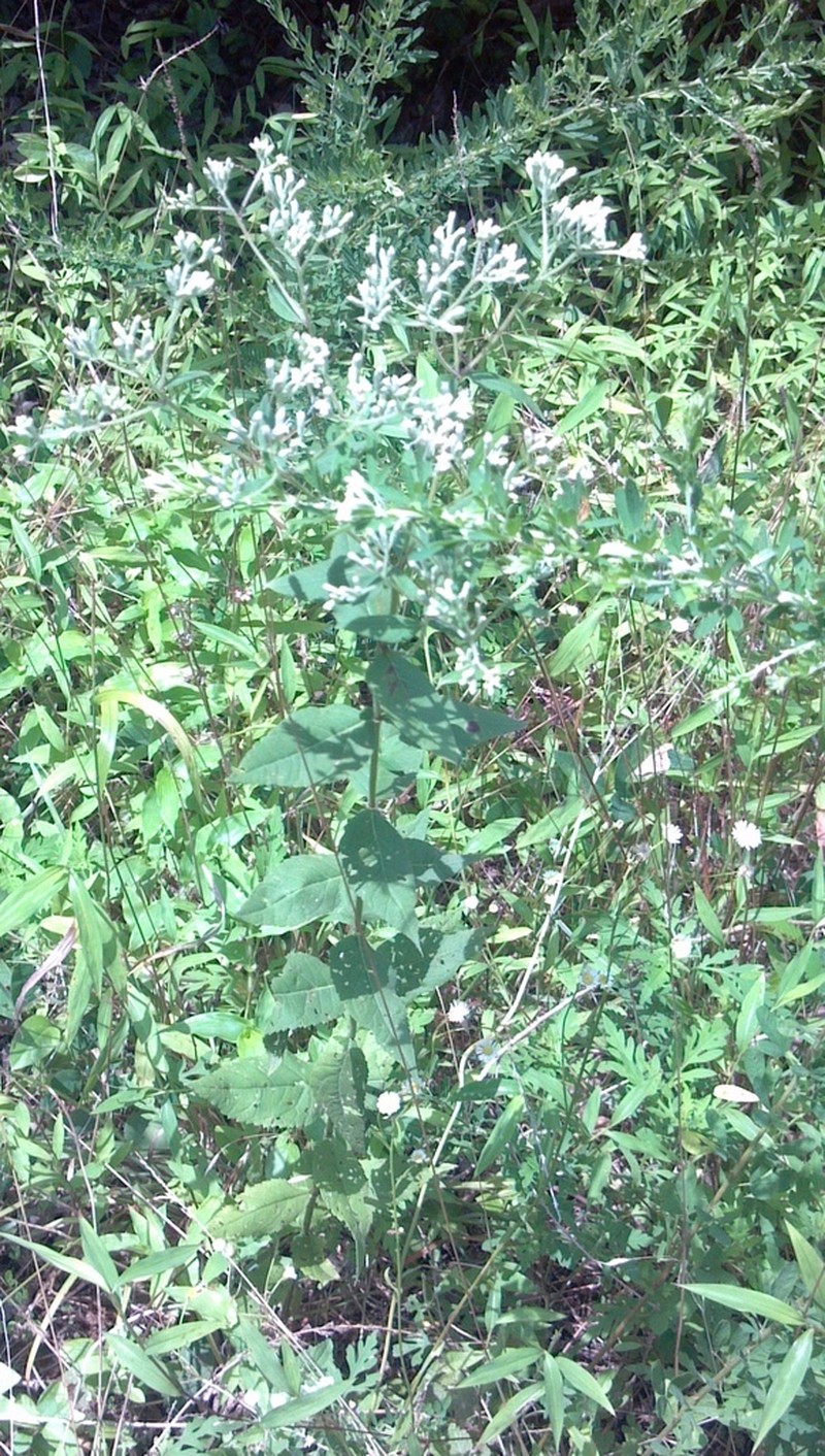 Eupatorium pubescens photo 2