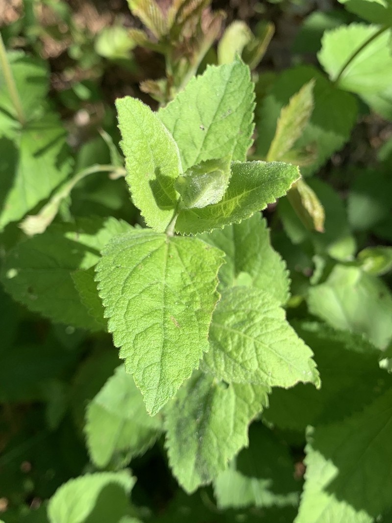 Eupatorium pubescens photo 3