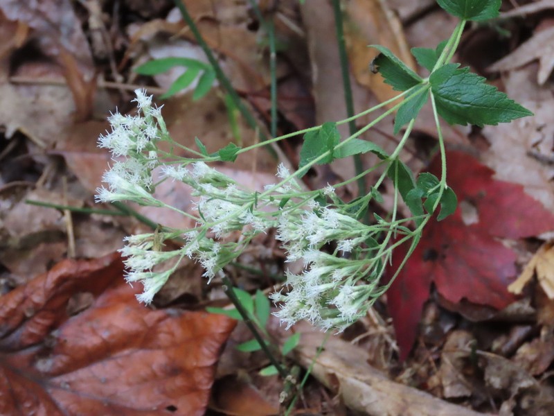 Eupatorium pubescens photo 4