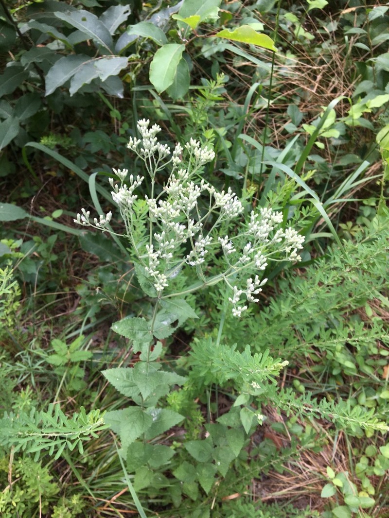 Eupatorium pubescens photo 5