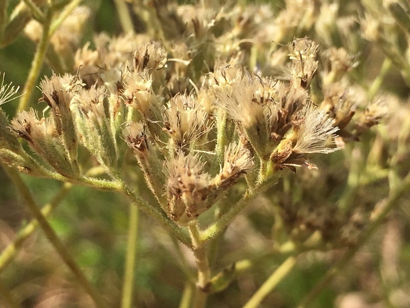 Eupatorium pubescens photo 6