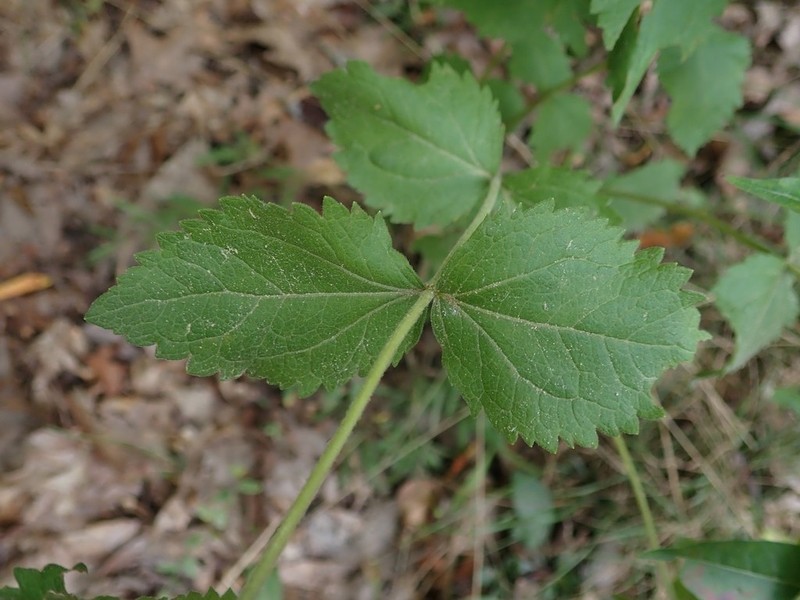 Eupatorium pubescens photo 7
