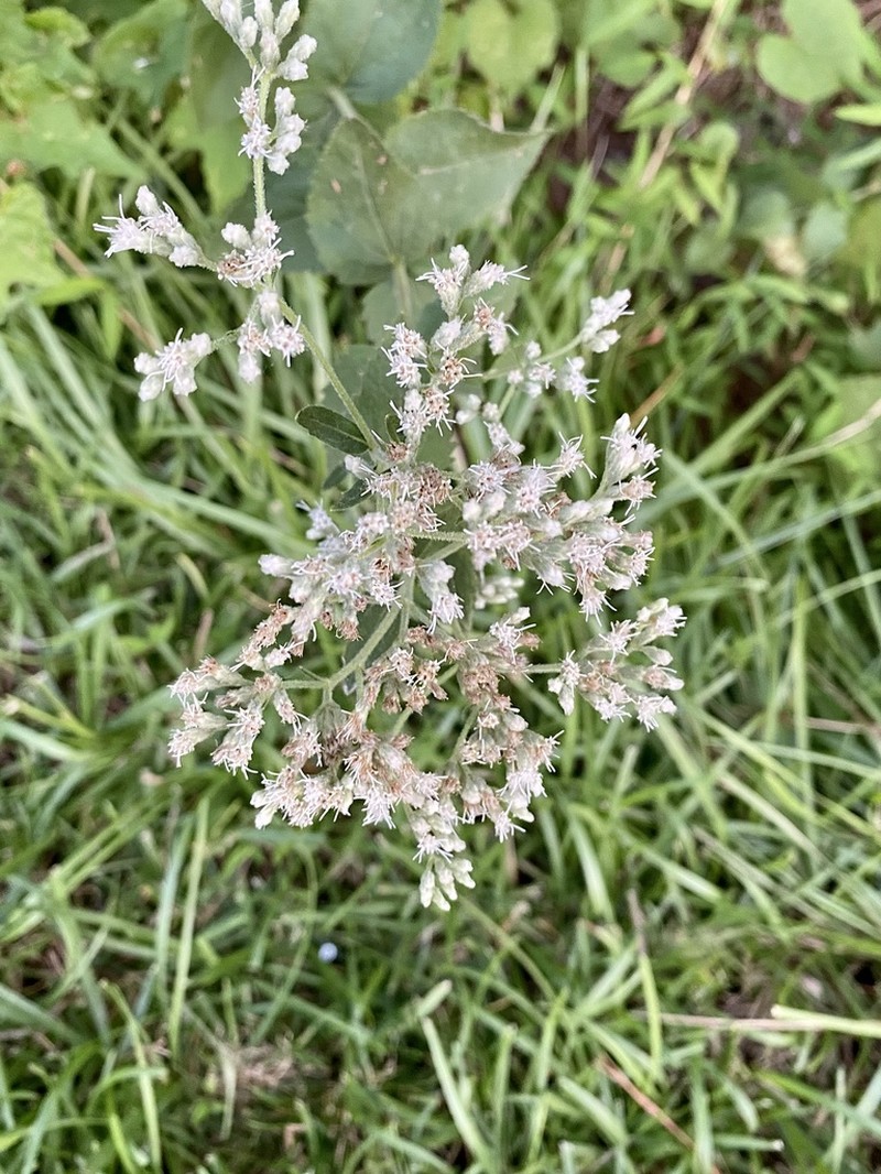 Eupatorium pubescens photo 8