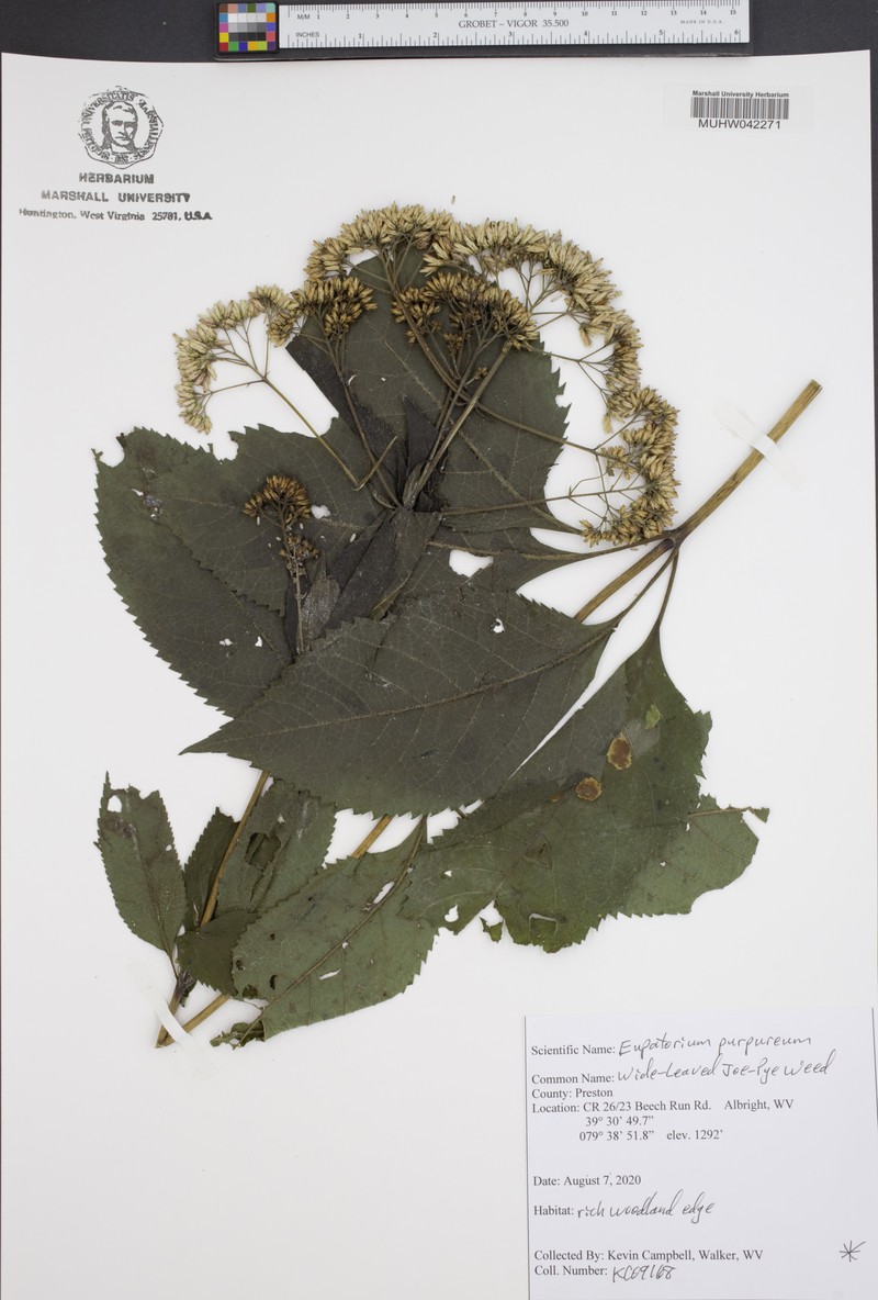 Eupatorium quaternum