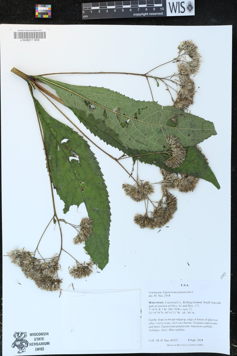 Eupatorium quaternum photo 2