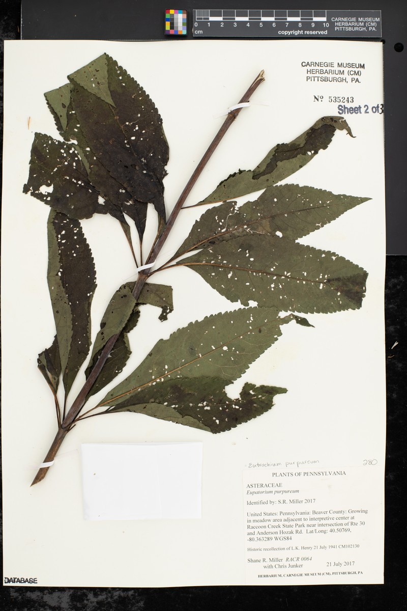 Eupatorium quaternum photo 3