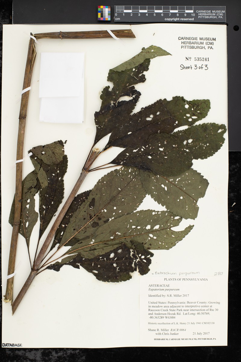Eupatorium quaternum photo 4